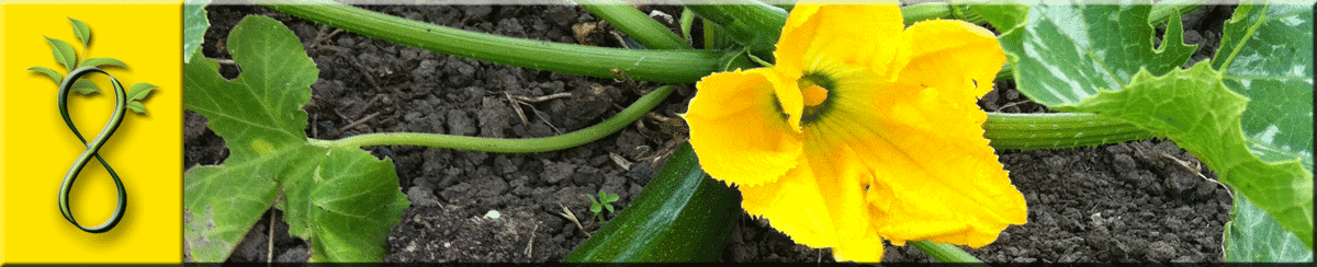 BIO moestuin in de buurt