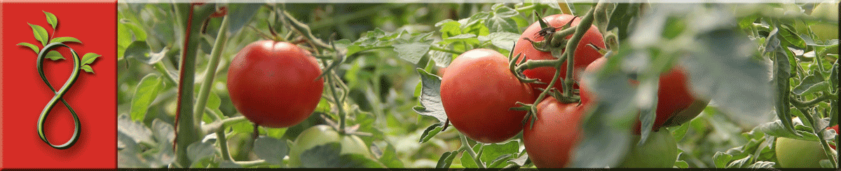 BIO moestuin in de buurt